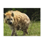 Hyena Postcard