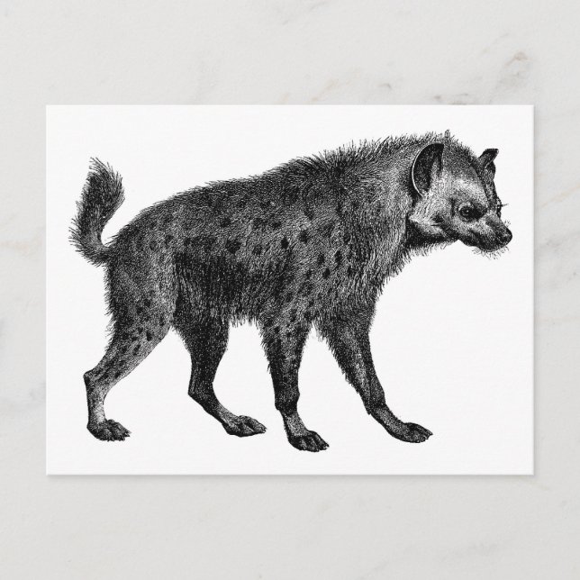Hyena Postcard (Front)