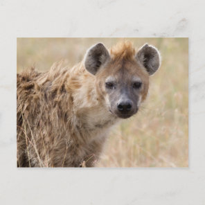 Hyena Postcard