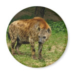 Hyena Prowl Magnet