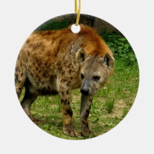 Hyena Prowl Ornament