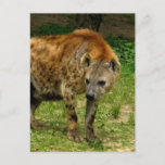 Hyena Prowl Postcard