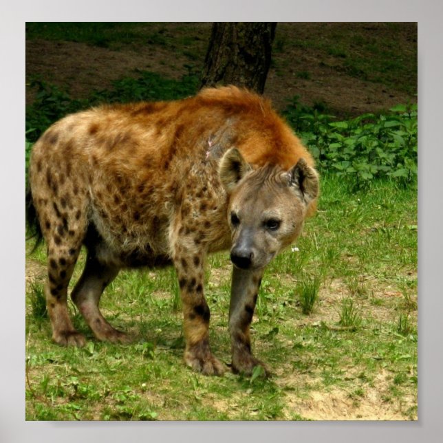 Hyena Prowl Poster Print (Front)