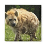 Hyena Square Magnet