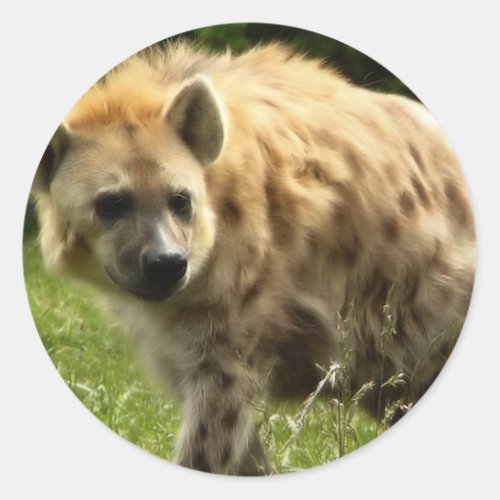 Hyena Sticker