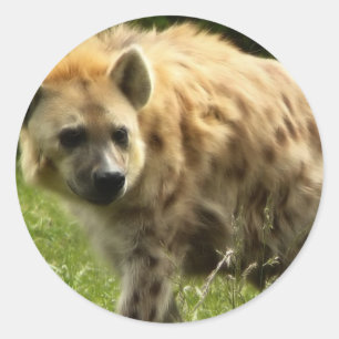 Hyena Sticker