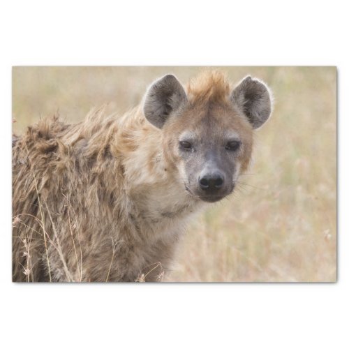 Hyena Tissue Paper