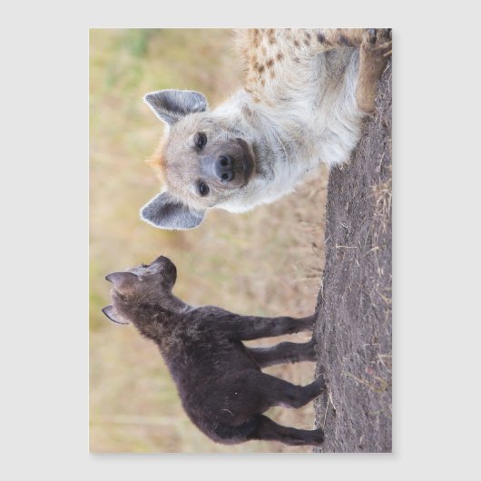 Hyena with young one (Front)