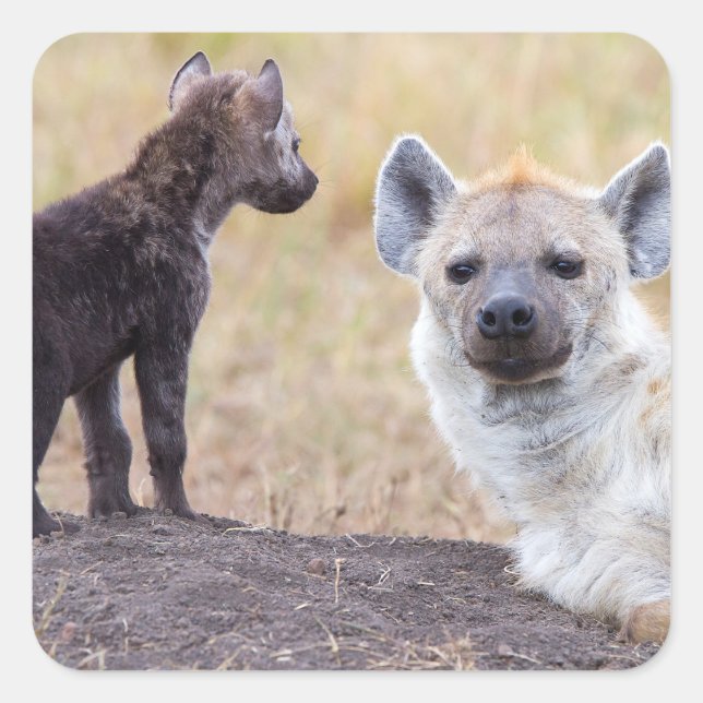 Hyena with young one square sticker (Front)