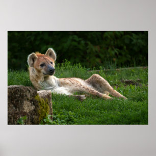 Hyena's Bliss Capturing Nature's Smiles Poster