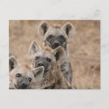 Hyenas Postcard by WildlifeAnimals at Zazzle