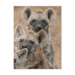 Hyenas Postcard