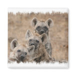 Hyenas Square Magnet