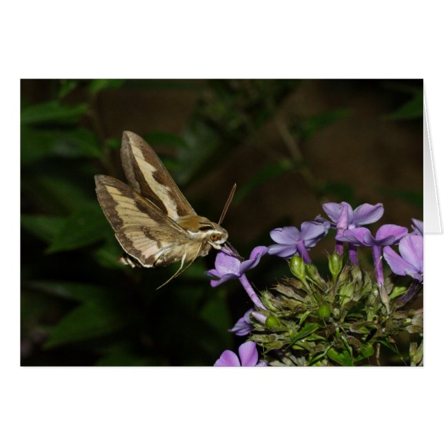 Hyles gallii cards (Front Horizontal)