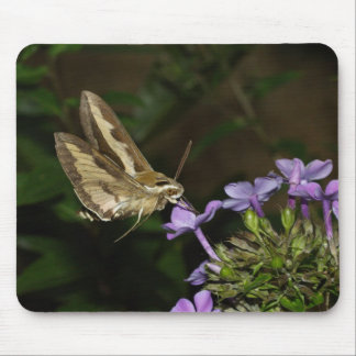 Hyles gallii mouse pad