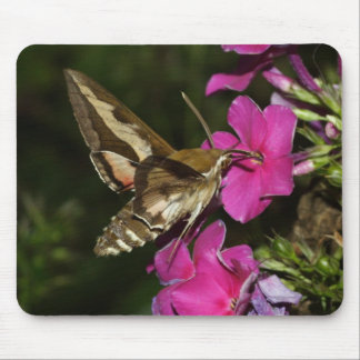 Hyles gallii mouse pad