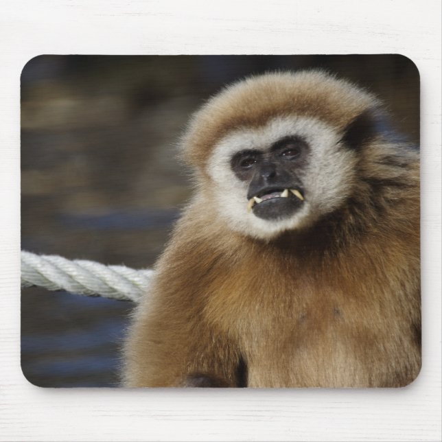 Hylobates lar mouse pad (Front)