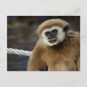Hylobates lar postcard