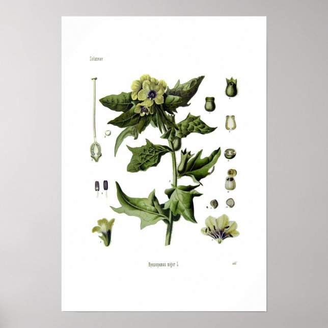 Hyoscyamus niger (Black Henbane) Poster (Front)