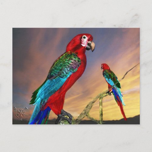 HYPER PARROTS  RED ARA POSTCARD