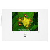 Hypericum Androsaemon 01 (Back Horizontal)