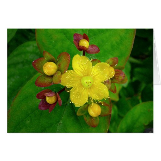Hypericum Androsaemon 01 (Front Horizontal)