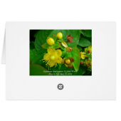 Hypericum Androsaemon 02 (Back Horizontal)