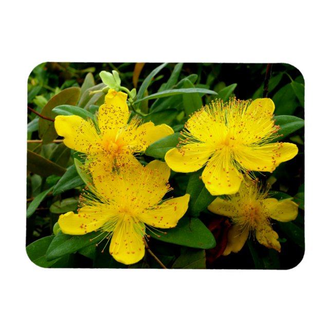 Hypericum calycinum magnet (Horizontal)