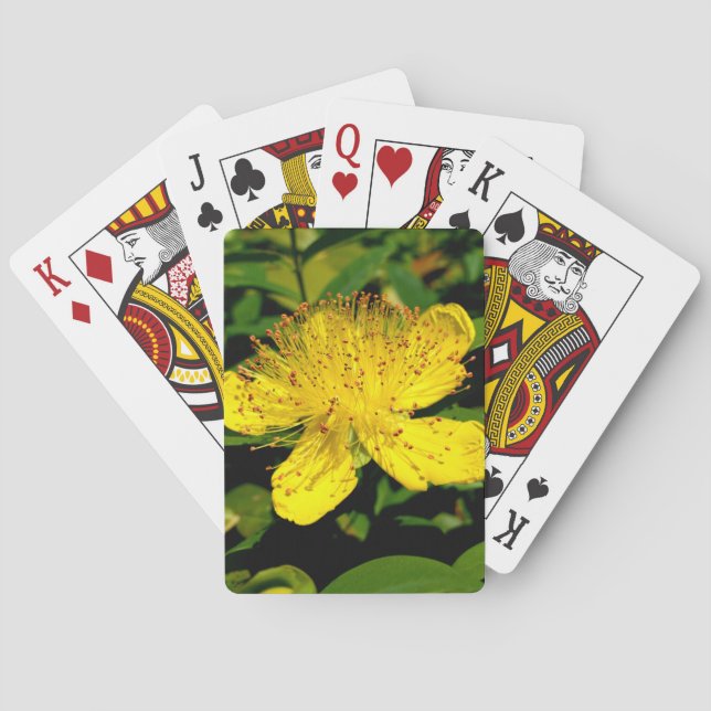 Hypericum calycinum poker cards (Back)