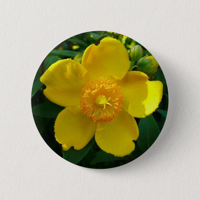 Hypericum Hidcote (St. John's Wort) Button (Front)