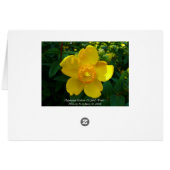 Hypericum Hidcote (St. John's Wort) Cards (Back Horizontal)