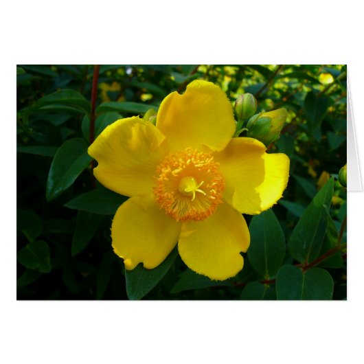 Hypericum Hidcote (St. John's Wort) Cards (Front Horizontal)