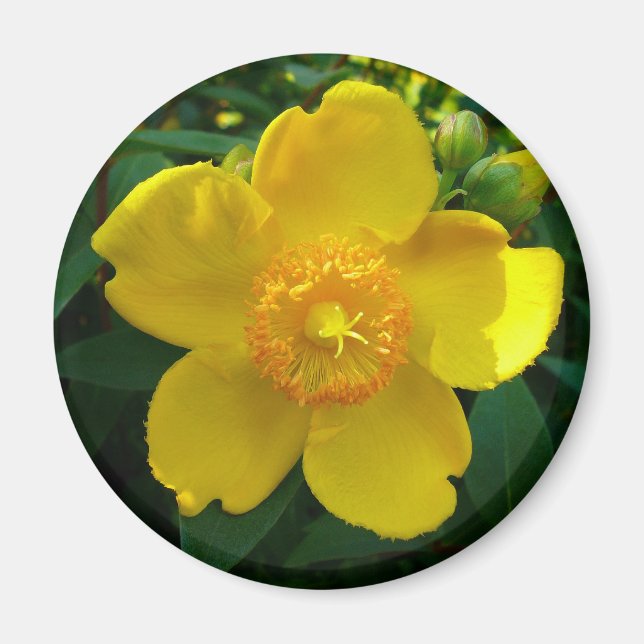 Hypericum Hidcote (St. John's Wort) Magnet (Front)
