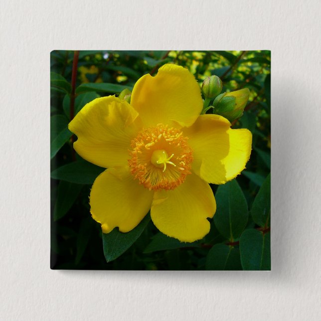 Hypericum Hidcote (St. John's Wort) Pinback Button (Front)