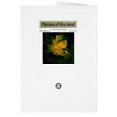 Hypernium Cards (Back)