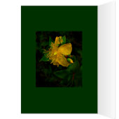 Hypernium Cards (Inside (Left))
