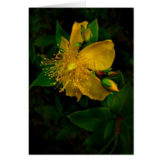 Hypernium Cards (Front)