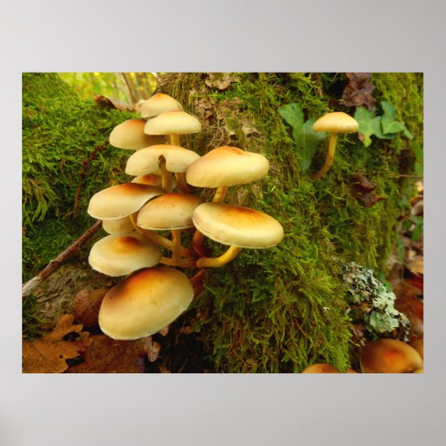 Hypholoma fasciculare Mushroom Poster (Front)