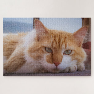 hypnotic cat puzzle