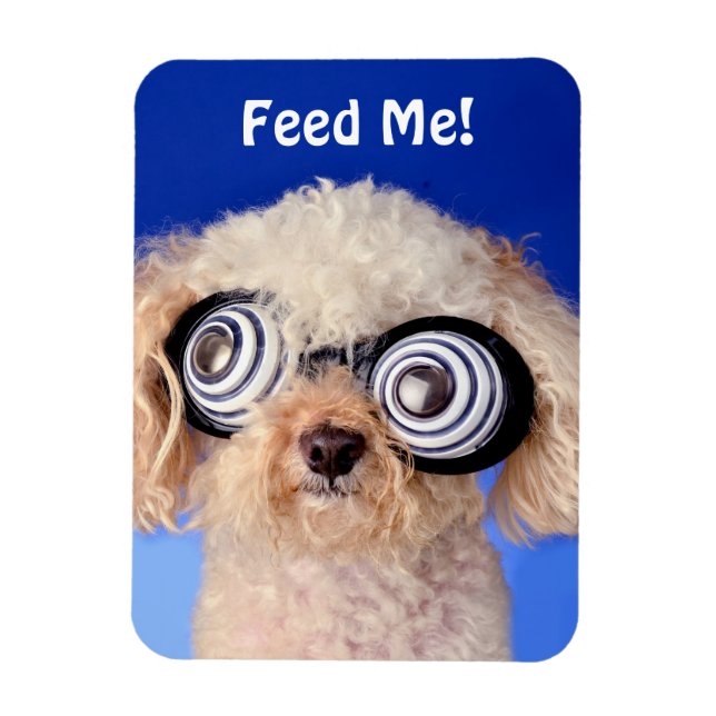 Hypnotic Poodle Magnet (Vertical)