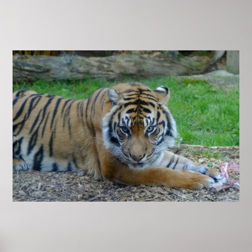 Hypnotic Tiger Poster