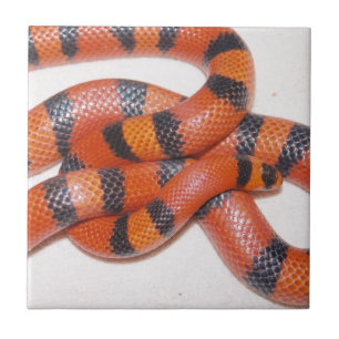 Hypo Honduran Milk Snake Milksnake Ceramic Tile
