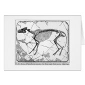 Hyracotherium venticolum art card (Front Horizontal)