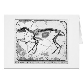Hyracotherium venticolum art card