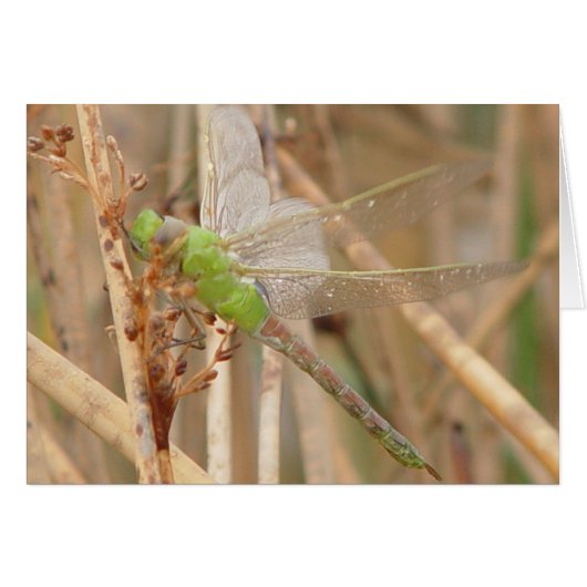 I1 Green Dragonfly Cards (Front Horizontal)