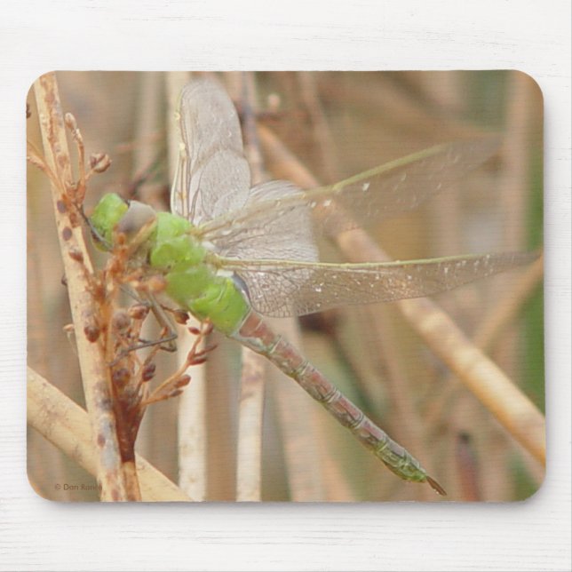 I1 Green Dragonfly Mouse Pad (Front)