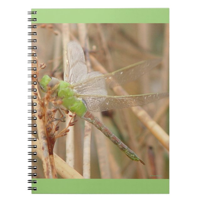 I1 Green Dragonfly Notebook (Front)