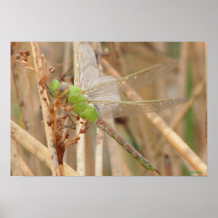 I1 Green Dragonfly Poster
