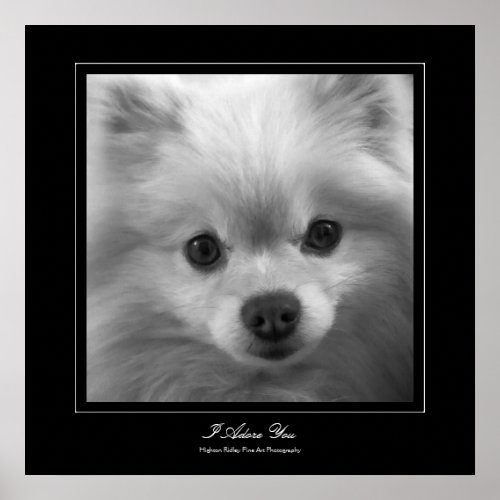 I Adore You _ Puppy eyes of a pomeranian Poster