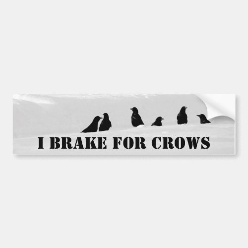 I Always Brake For Crows Bumper Sticker